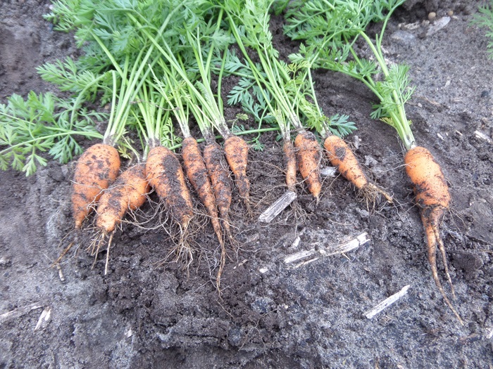 Velum proef peen 700 px 28-8-2018 (1).jpg